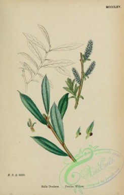 willow-00282 - Donian Willow, salix doniana, 2