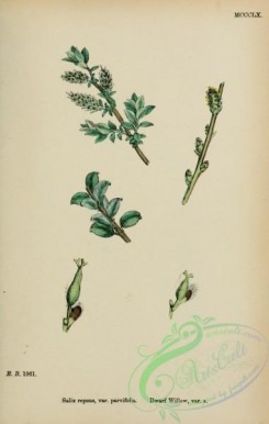 willow-00291 - Dwarf Willow, salix repens parvifolia