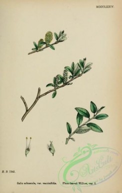 willow-00304 - Plum-leaved Willow, salix arbuscula vaccinifolia