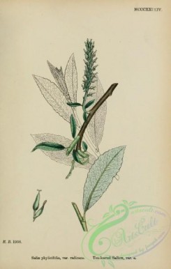 willow-00324 - Tea-leaved Sallow, salix phylicifolia radicans