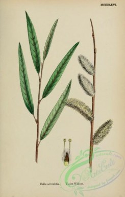 willow-00329 - Violet Willow, salix acutifolia