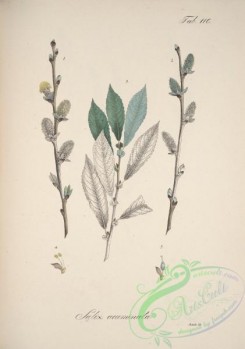 willow-00336 - salix acuminata