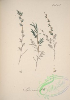 willow-00349 - salix rosmarinifolia