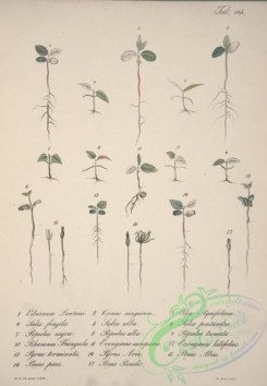 willow-00354 - viburnum, cornus, ilex, salix, populus, rhamnus, evonymus, pyrus, pinus
