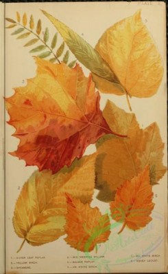 willow-00360 - Silver Leaf Poplar, Yellow Birch, Sycamore, Weeping Willow, Balsam Poplar, White Birch, Honey Locust