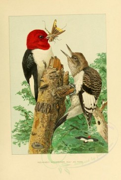 woodpeckers-00065 - RED-HEADED WOODPECKER [2452x3635]