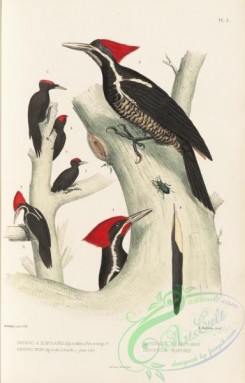 woodpeckers-00140 - dryopicus scapularis, dryopicus martius