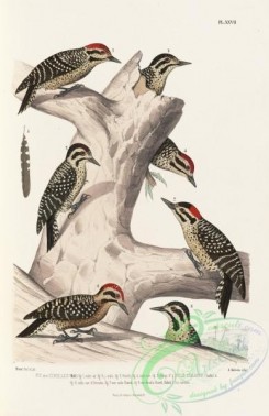 woodpeckers-00145 - Ladder-backed Woodpecker, picus scalaris