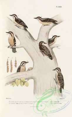 woodpeckers-00173 - picus nanus, picus variegatus