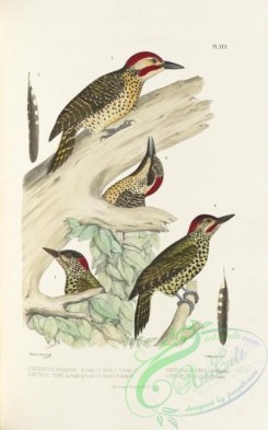 woodpeckers-00204 - chrysopicus abinconi, chrysopicus notatus