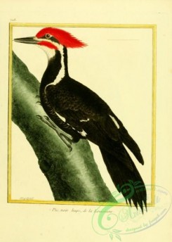 woodpeckers-00255 - 018-Woodpecker