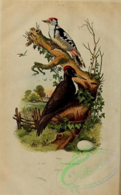 woodpeckers-00287 - Woodpecker, 5