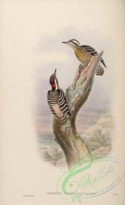 woodpeckers-00310 - Banded Pygmy Woodpecker