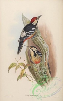 woodpeckers-00316 - Formosan Spotted Woodpecker