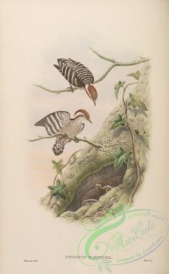 woodpeckers-00318 - Hardwicke's Pygmy Woodpecker