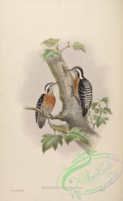 woodpeckers-00324 - Orange-breasted Pygmy Woodpecker