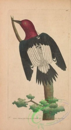woodpeckers-00431 - Red-headed Woodpecker