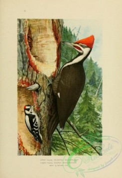 woodpeckers-00440 - Pileated Woodpecker, Downy Woodpecker