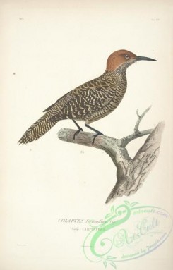 woodpeckers-00453 - Fernandina's Flicker