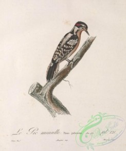 woodpeckers-00544 - Downy Woodpecker