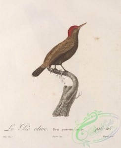 woodpeckers-00547 - Little Woodpecker