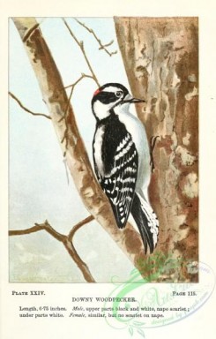 woodpeckers-00630 - 024-Downy Woodpecker