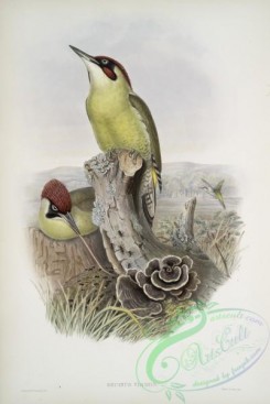 woodpeckers-00699 - 425-Gecinus viridis, Green Woodpecker, or Yaffle