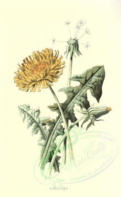 yellow_flowers-00038 - Dandelion [1704x2772]
