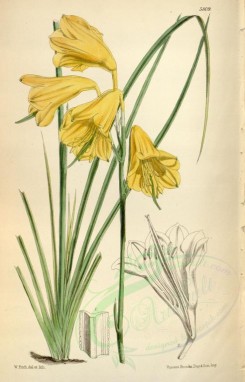 yellow_flowers-00141 - 5809-blandfordia aurea, Golden-flowered Blandfordia [2265x3529]