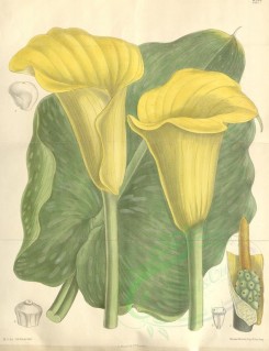 yellow_flowers-00264 - 7577-richardia elliottiana [3377x4394]