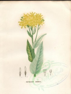 yellow_flowers-00512 - senecio doria [4840x6432]