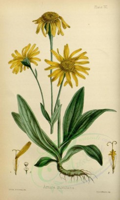 yellow_flowers-00566 - arnica montana [2167x3615]
