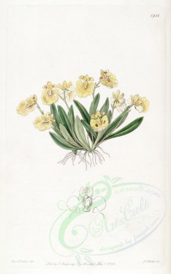 yellow_flowers-00625 - 1911-oncidium iridifolium, Pigmy Oncidium [2693x4310]