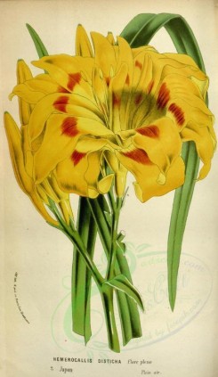 yellow_flowers-00743 - hemerocallis disticha [2150x3705]