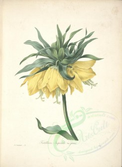 yellow_flowers-00792 - fritillaria [5404x7400]