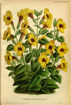 yellow_flowers-00851 - torenia bailloni [2593x3805]
