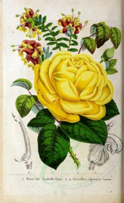 yellow_flowers-00861 - Rose, grevillea alpestris [2884x4715]